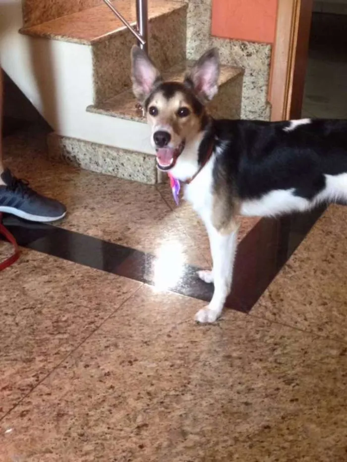 Cachorro ra a SRD idade 1 ano nome MENINA MINA