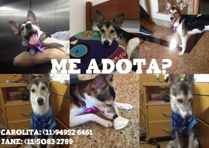 Cachorro ra a SRD idade 1 ano nome MENINA MINA