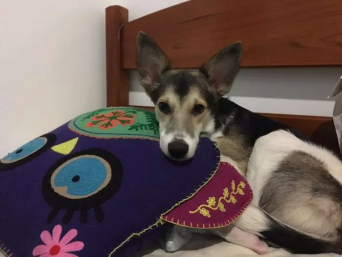 Cachorro ra a SRD idade 1 ano nome MENINA MINA