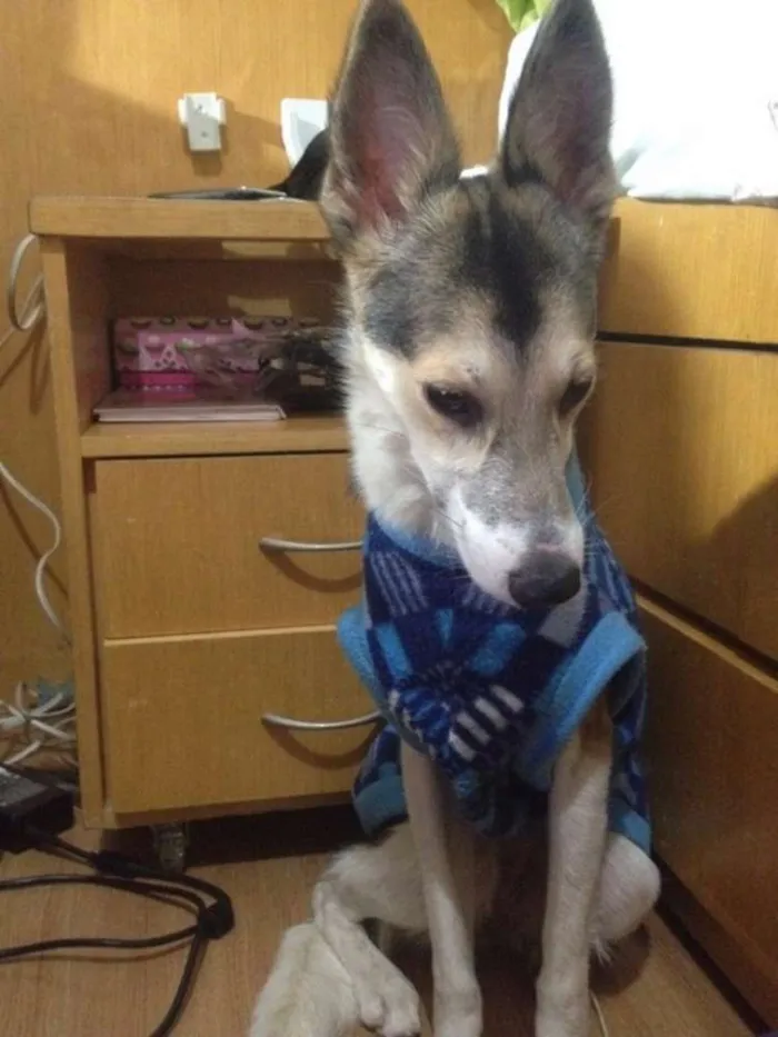 Cachorro ra a SRD idade 1 ano nome MENINA MINA