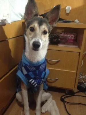 Cachorro raça SRD idade 1 ano nome MENINA MINA