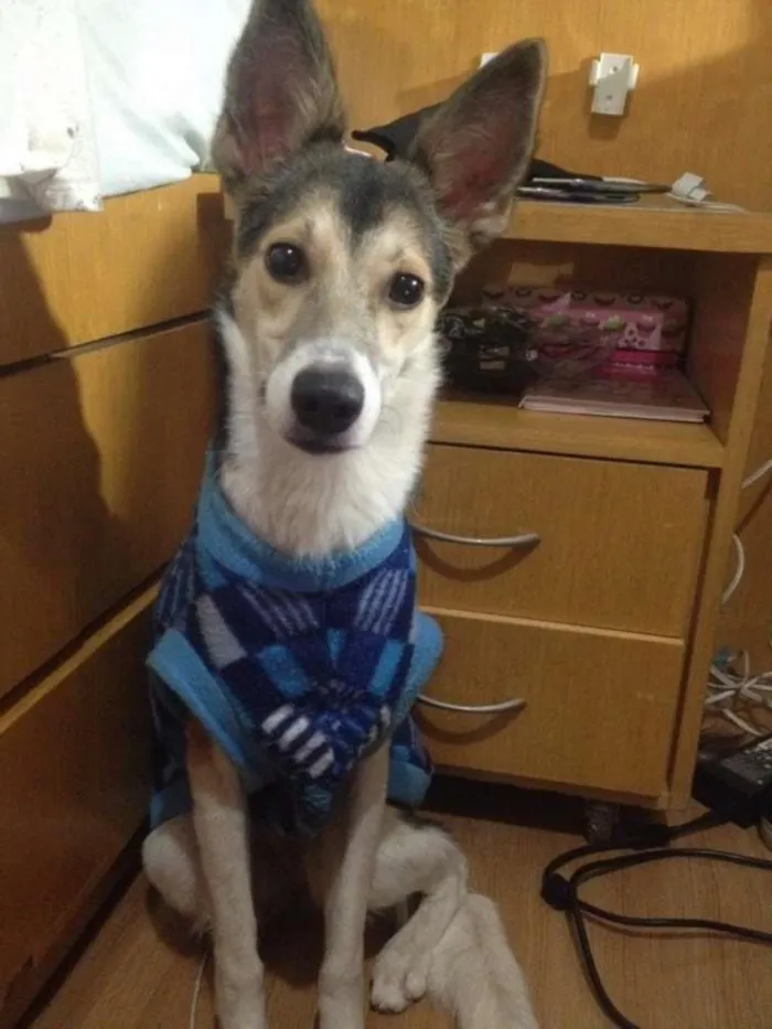 Cachorro ra a SRD idade 1 ano nome MENINA MINA