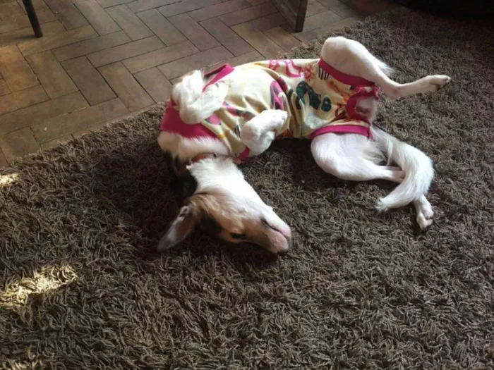 Cachorro ra a SRD idade 1 ano nome MENINA MINA