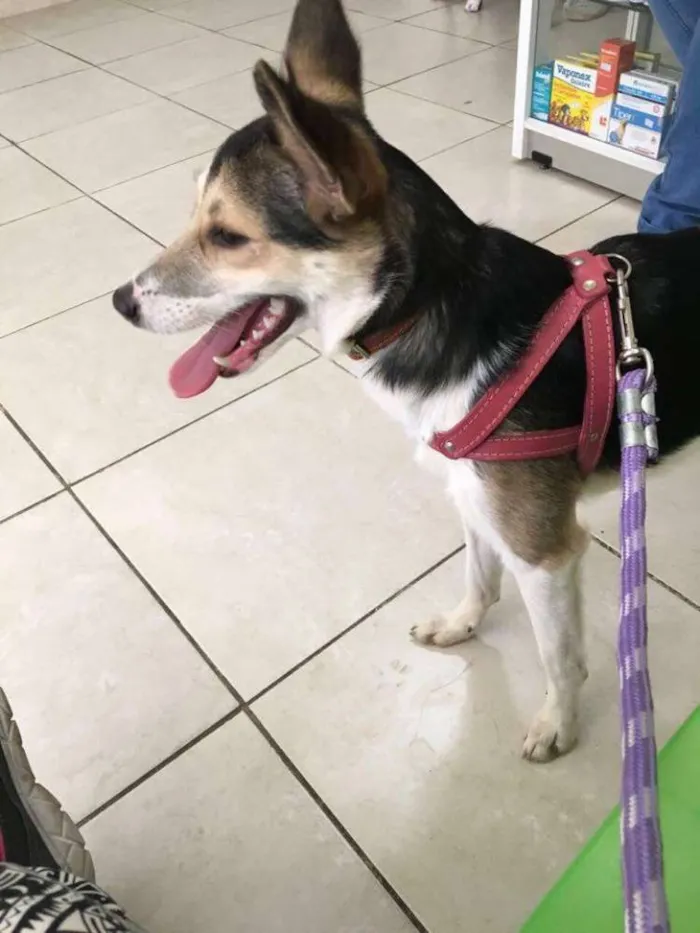 Cachorro ra a SRD idade 1 ano nome MENINA MINA
