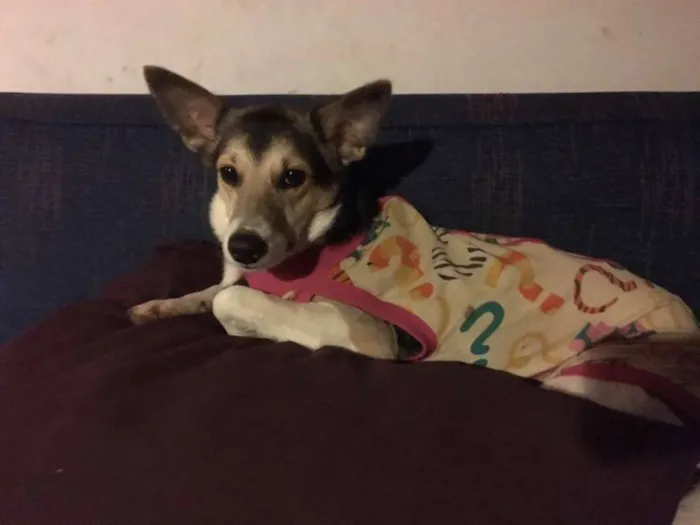 Cachorro ra a SRD idade 1 ano nome MENINA MINA