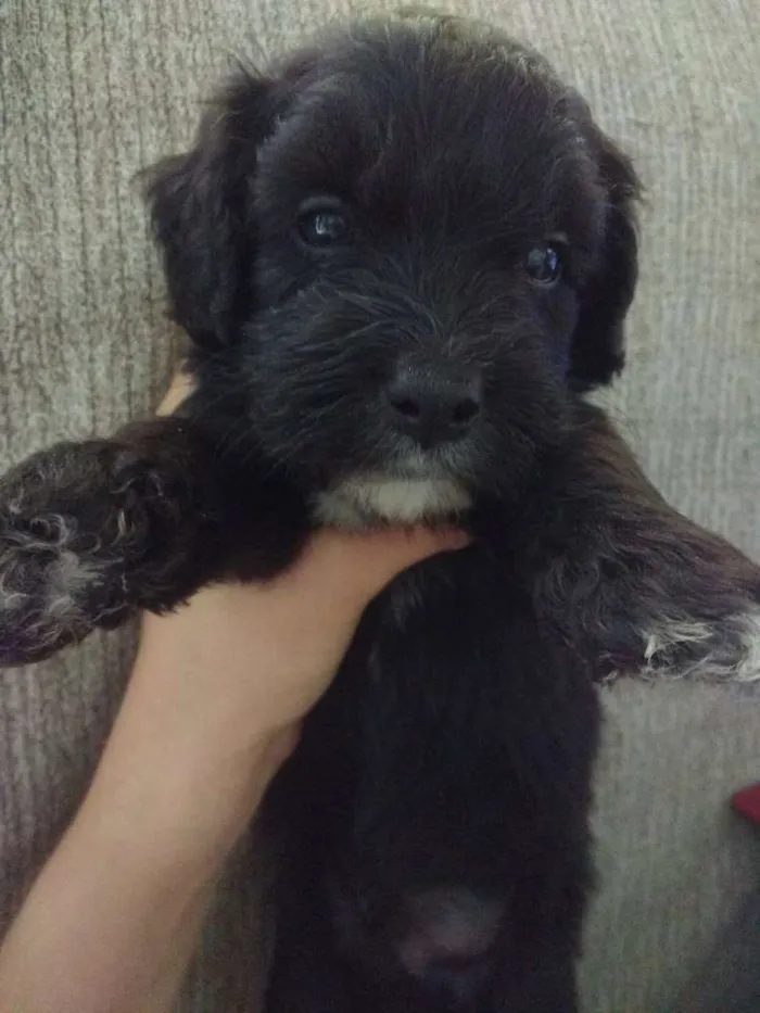 Cachorro ra a poodle com labrador idade Abaixo de 2 meses nome mike