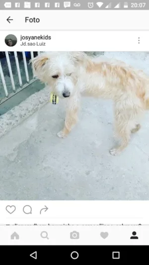 Cachorro raça Pudo  idade  nome Tito 