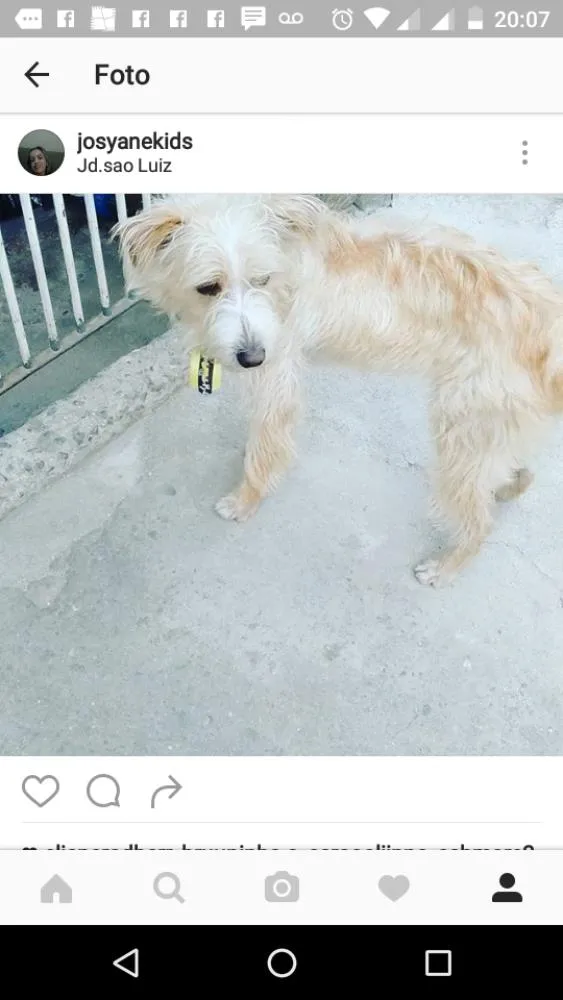 Cachorro ra a Pudo idade nome Tito
