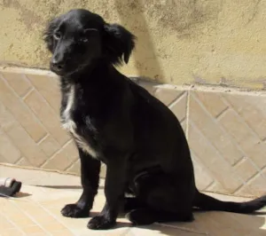 Cachorro raça SRD idade 2 a 6 meses nome NEFERTITE