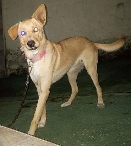 Cachorro ra a Vira lata com labrador idade 1 ano nome Nina