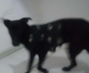 Cachorro raça Popular idade 7 a 11 meses nome Neguinha