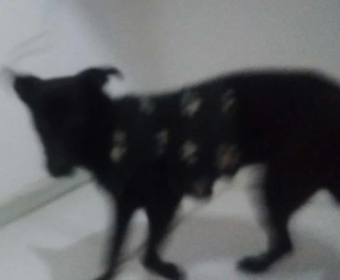 Cachorro ra a Popular idade 7 a 11 meses nome Neguinha