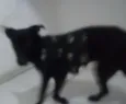 Neguinha