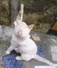 Gatinho Pop.