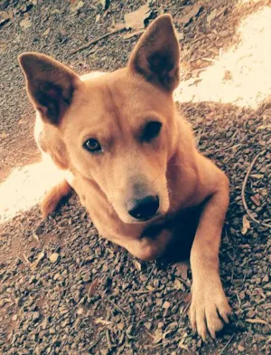 Cachorro raça  idade 1 ano nome Max