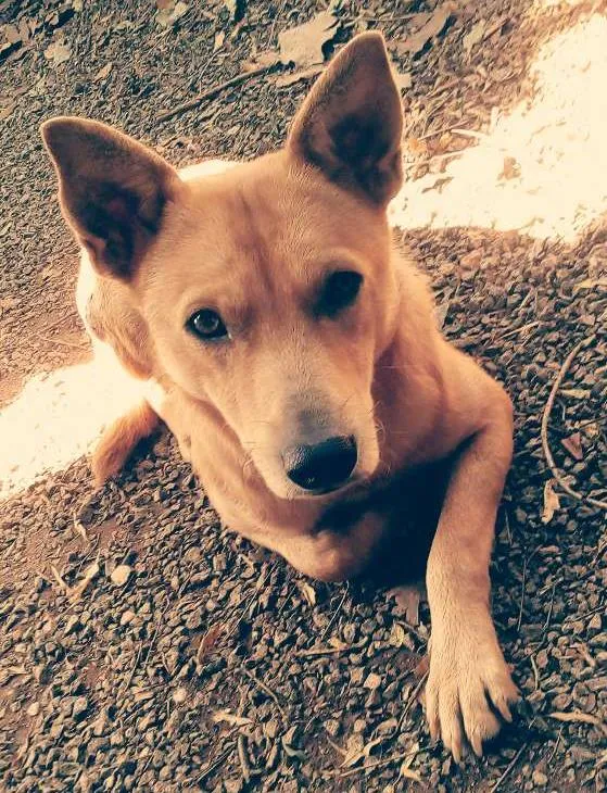 Cachorro ra a  idade 1 ano nome Max