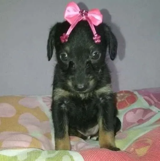 Cachorro ra a srd idade 2 a 6 meses nome bebe peq porte