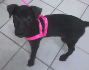 Cachorro raça SRD idade 2 a 6 meses nome pipoca