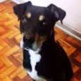 Cachorro raça Vira lata idade 6 ou mais anos nome Beethoven 