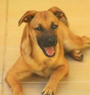 Cachorro raça  idade 7 a 11 meses nome Melissa Filhote