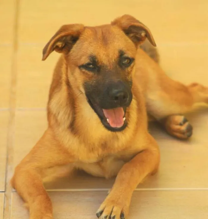 Cachorro ra a  idade 7 a 11 meses nome Melissa Filhote