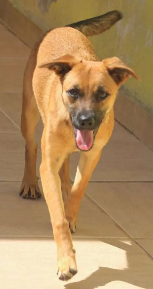 Cachorro ra a  idade 7 a 11 meses nome Melissa Filhote