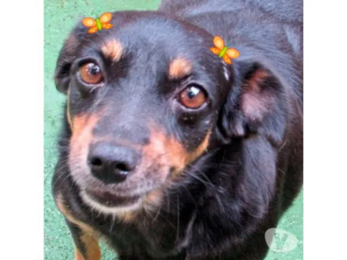 Cachorro ra a  idade 4 anos nome Violeta Pequena
