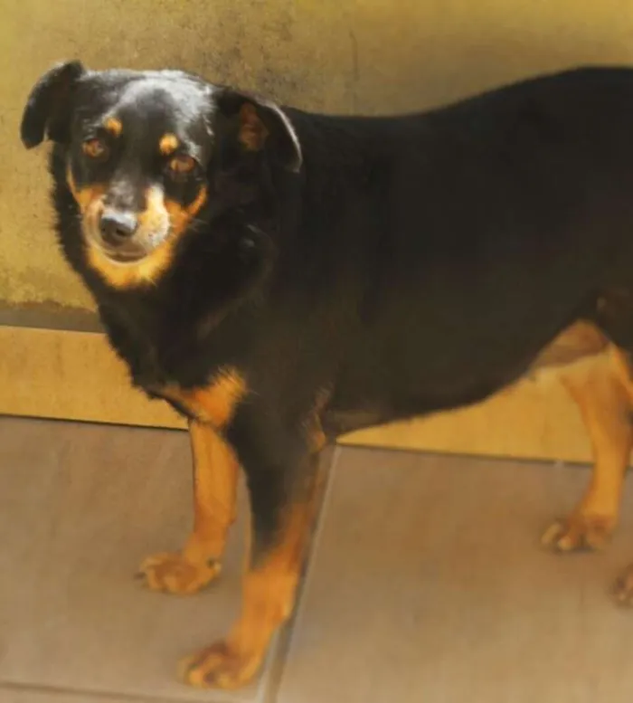 Cachorro ra a  idade 4 anos nome Violeta Pequena