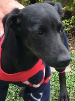Cachorro raça  idade 7 a 11 meses nome Nina Filhote