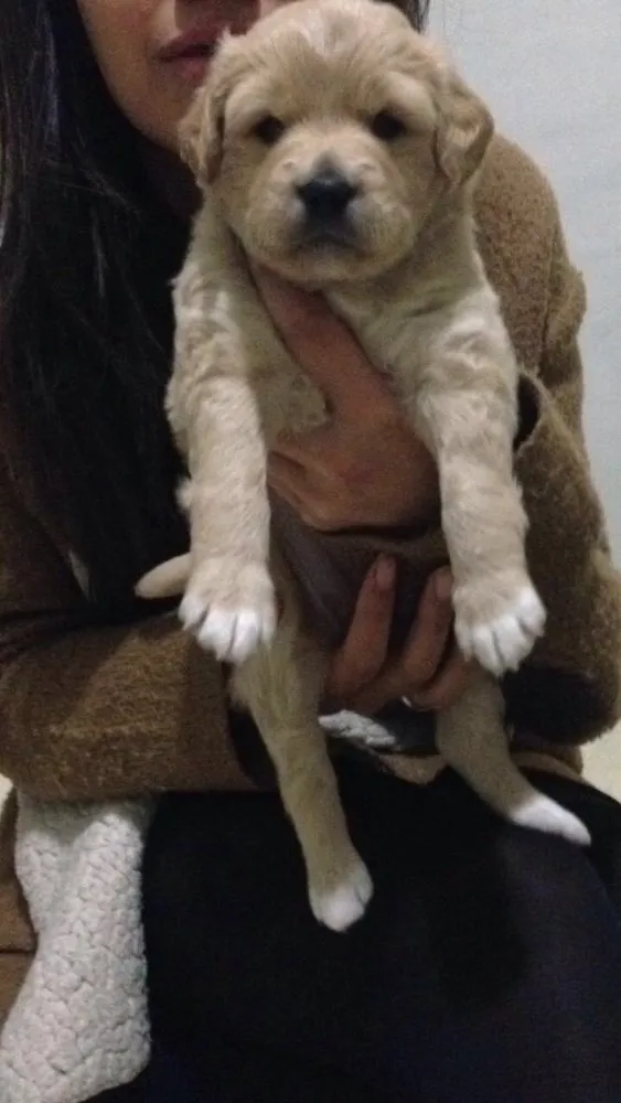 Cachorro ra a Poodle idade 2 a 6 meses nome Mel