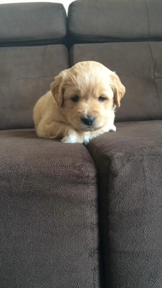 Cachorro ra a Poodle idade 2 a 6 meses nome Mel