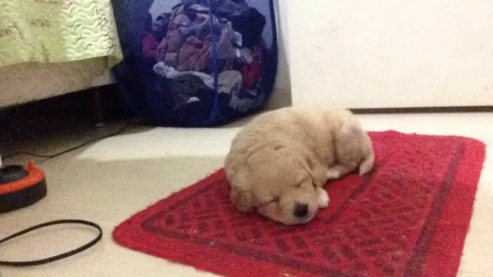 Cachorro ra a Poodle idade 2 a 6 meses nome Mel