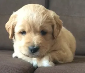 Cachorro raça Poodle idade 2 a 6 meses nome Mel