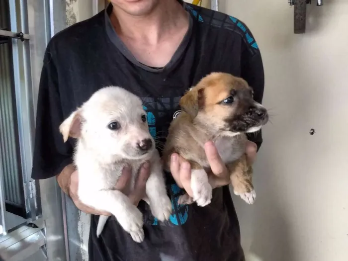 Cachorro ra a vira lata idade 2 a 6 meses nome sem nome