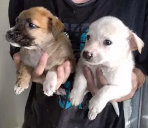 Cachorro raça vira lata idade 2 a 6 meses nome sem nome