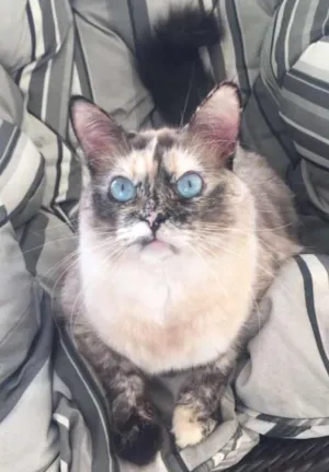 Gato raça Vira Lata idade 2 anos nome Luna