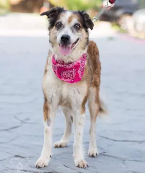 Cachorro raça SRD idade 4 anos nome Belinha