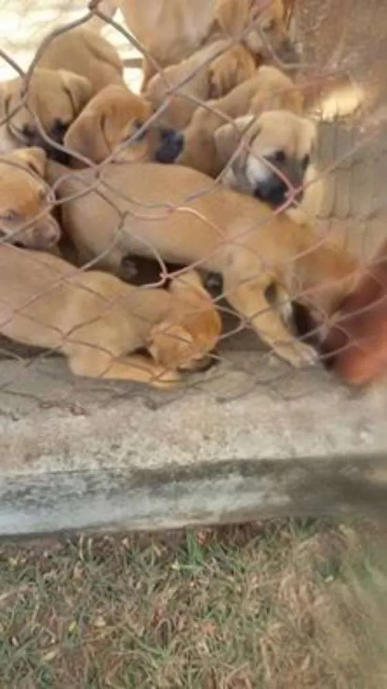 Cachorro raça Indefinida idade 2 a 6 meses nome Não tem