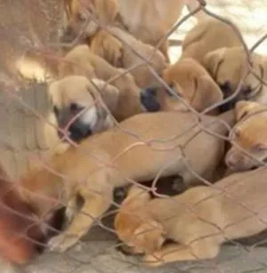 Cachorro raça Indefinida idade 2 a 6 meses nome Não tem