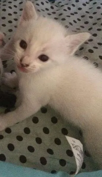 Gato ra a vira lata idade Abaixo de 2 meses nome Neve