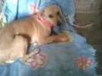 Lindinha