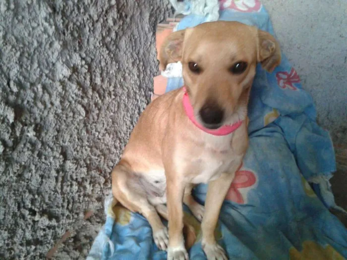Cachorro ra a SRD idade  nome Lindinha