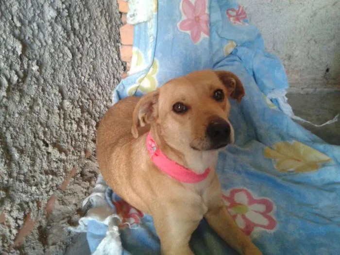 Cachorro ra a SRD idade  nome Lindinha