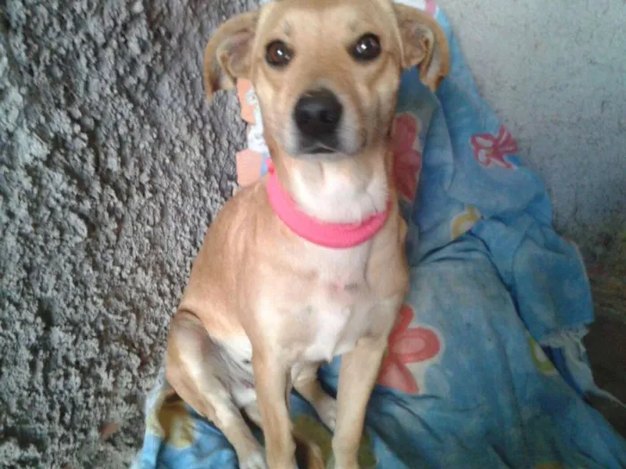 Cachorro ra a SRD idade  nome Lindinha