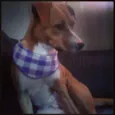 Kimi