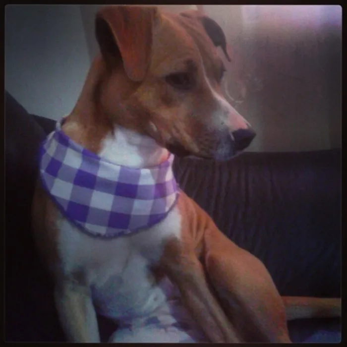 Cachorro ra a Vira-Lata idade 1 ano nome Kimi