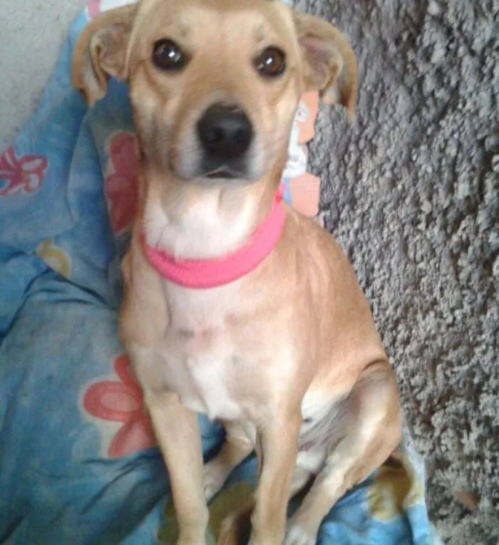 Cachorro ra a SRD idade  nome Lindinha