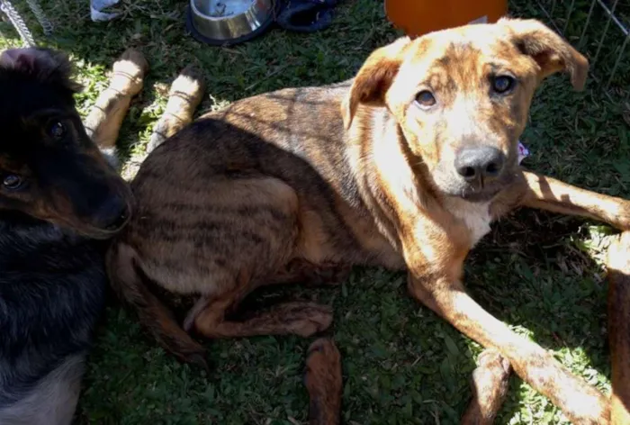 Cachorro ra a SRD idade 2 a 6 meses nome Mamão
