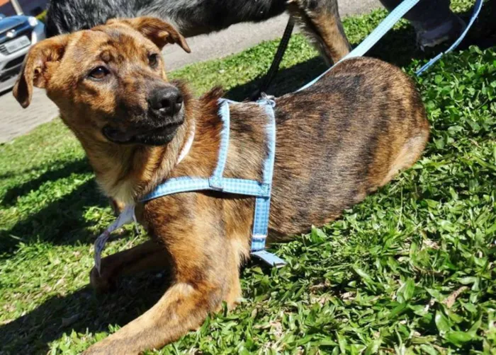 Cachorro ra a SRD idade 2 a 6 meses nome Mamão