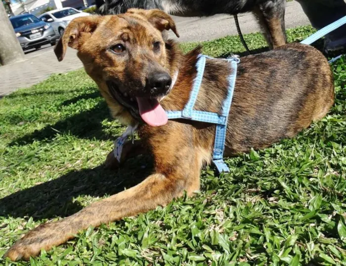 Cachorro ra a SRD idade 2 a 6 meses nome Mamão